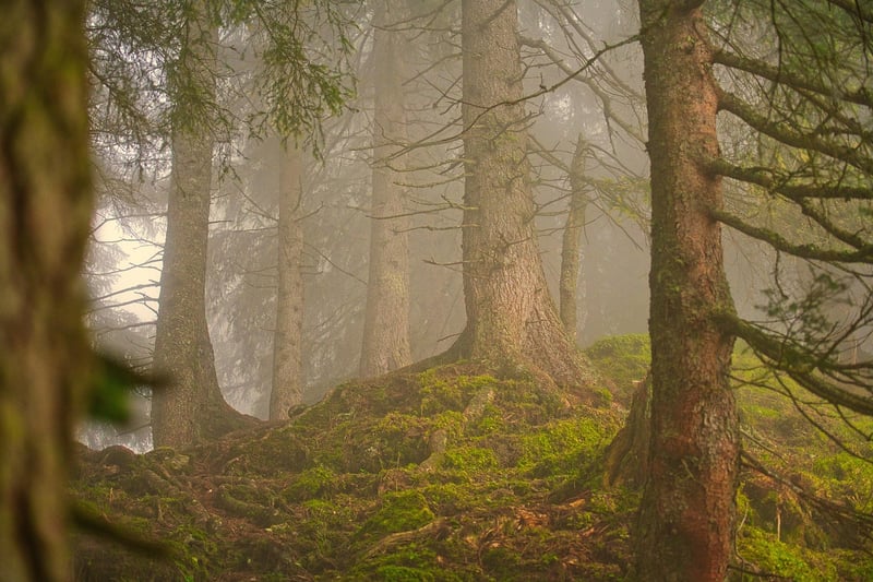 Forest Meditation